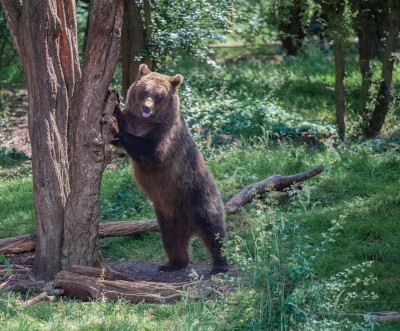 В Тверской области семья повстречала крупного медведя  - новости ТИА