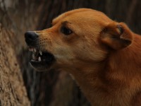 В Конаковском районе бешеная собака покусала двух человек - Новости ТИА