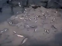 В Тверской области в реке Крапивня гибнет рыба - новости ТИА