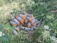 В Тверской области "черный лесоруб" нарубил 30 кубометров леса - Новости ТИА