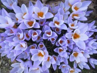 Весна в ботаническом саду: цветение крокусов и гиацинтов и песни скворцов - новости ТИА