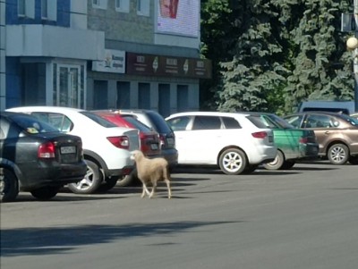 В Тверской области по районному центру бегает овечка - новости ТИА
