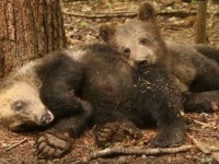 Сотрудники Центра спасения медвежат-сирот сняли видео, как топтыжки переносят жару  - Новости ТИА
