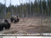 В Тверской области вот уже несколько лет сотрудники Центра спасения медвежат-сирот IFAW наблюдают за своей бывшей питомицей - медведицей Норой - Новости ТИА