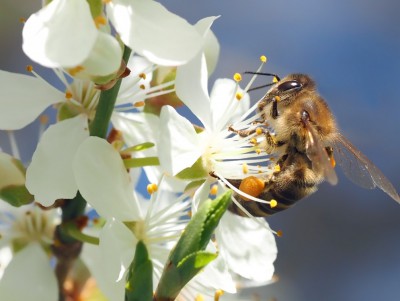 В Калининском районе у медоносных пчёл обнаружили опасное заболевание - новости ТИА