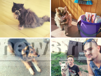 Кошка Швабра, пёс Зефир и другие любимцы известных тверичан - Новости ТИА
