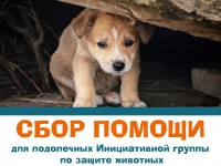 23 ноября в Твери пройдет благотворительный сбор в пользу бездомных животных - Новости ТИА