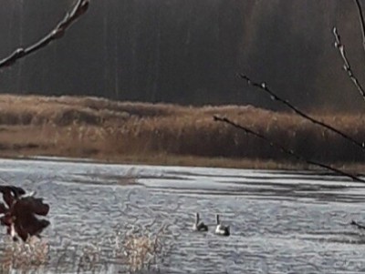 Два молодых лебедя могут погибнуть на речке Ракитня Тверской области - Новости ТИА