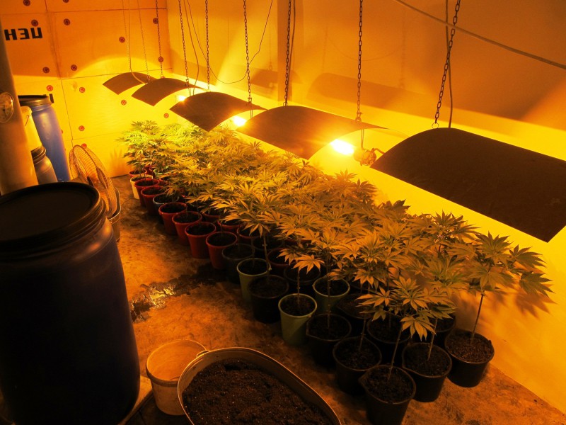 Выращивание в подвале конопли узнать курящего марихуану