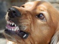 Бешеная домашняя собака покусала ребёнка в Тверской области - новости ТИА