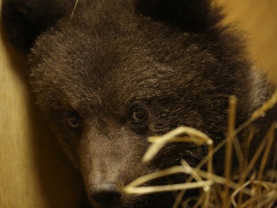 В Центр спасения медвежат-сирот доставили медведицу Машу Смоленскую - Новости ТИА