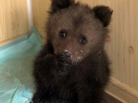 Медвежонок из Перми, найденный в гаражах, отправится на реабилитацию в Тверскую область к Пажетновым  - новости ТИА