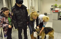 В Твери полицейские проводят проверку по факту избиения хозяином немецкой овчарки - Новости ТИА