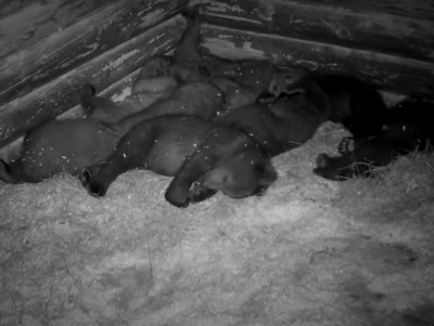 Биостанция "Чистый лес" опубликовала видео, как засыпают медвежата  - новости ТИА