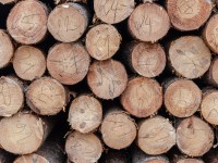 В Тверской области осудили банду браконьеров, нарубивших леса на 30 млн рублей - Новости ТИА