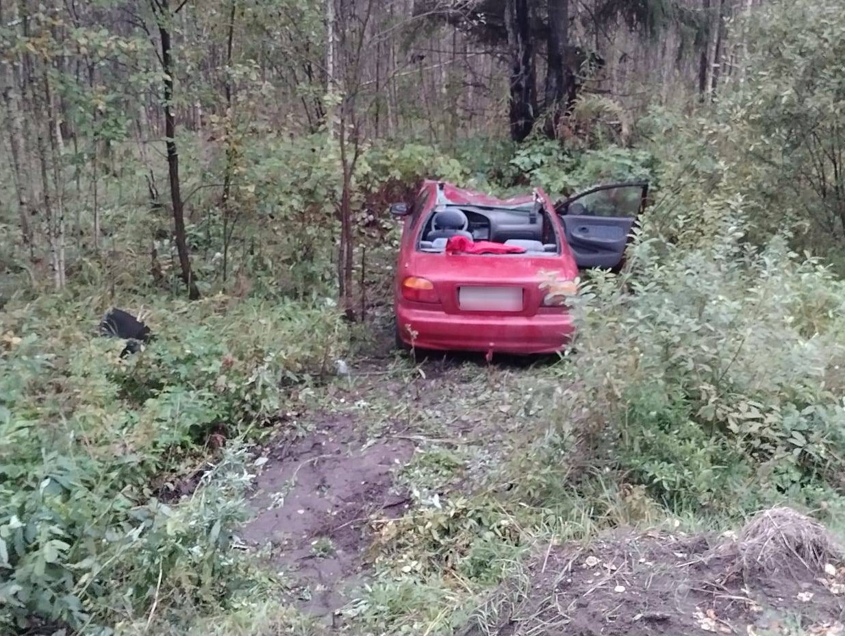 В Тверской области автомобиль столкнулся со взрослым лосем - ТИА