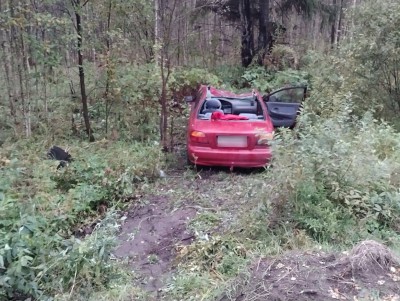 В Тверской области автомобиль столкнулся со взрослым лосем - Новости ТИА