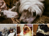 Три кошки и собака- новые участники конкурса "Котопёс" - Новости ТИА