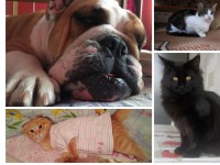 Два кота, кошечка и бульдог - новые участники конкурса "Котопёс" - Новости ТИА