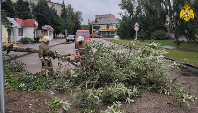 Сильный ветер повалил деревья в Тверской области - Новости ТИА