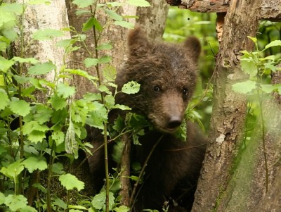 Тверские биологи рассказали, как медвежата летом готовились к зиме - новости ТИА