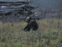 Медвежата здоровы! Перед выпуском в дикую природу косолапых сирот осмотрели ветеринары  - новости ТИА