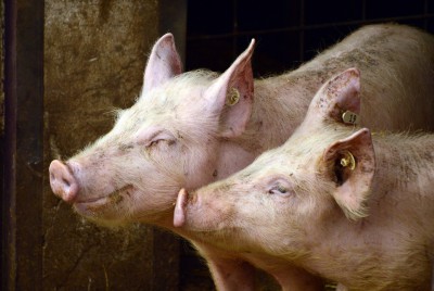 В соседнем с Тверской областью регионе началась африканская чума свиней - Новости ТИА