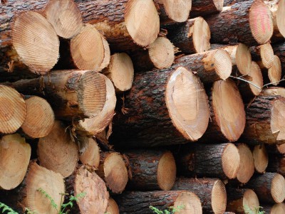 Из Тверской области на экспорт за три дня отправили более 23 000 кубов леса - Новости ТИА