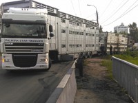 Сотрудники МЧС отправили спасенных свиней собственнику - Новости ТИА