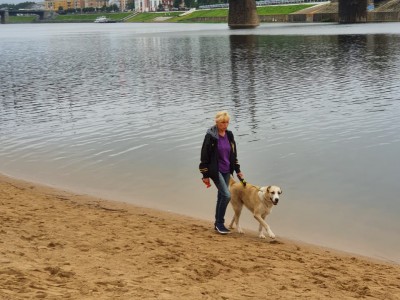 На городском пляже в Твери жители выгуливают собак - новости ТИА