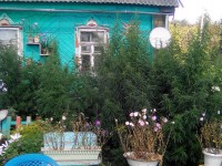В Тверской области супружеская пара выращивала в огороде коноплю - Новости ТИА