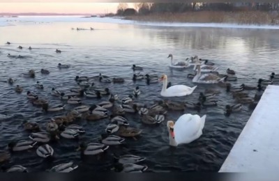 В Тверской области лебеди с замёрзшего озера переселились на реку - новости ТИА