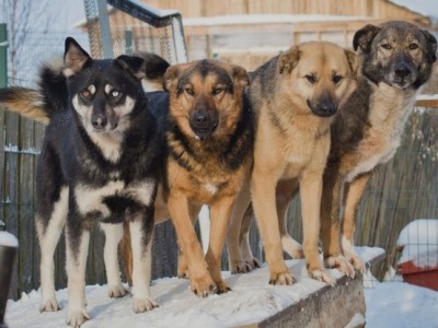 Жители собрали деньги на геркулес для 400 собак приюта в Бежецке - новости ТИА