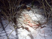 В Тверской области 35-летний браконьер незаконно убил лося - Новости ТИА
