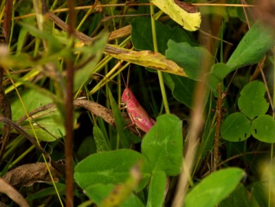 Биологи рассказали о розовой саранче в тверских лесах и кусачих кузнечиках - новости ТИА