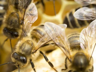 В Тверской области обнаружили больных медоносных пчёл - Новости ТИА