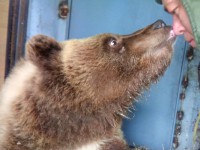 Медвежонок Мансур, живущий на аэродроме в Тверской области, вышел из спячки - Новости ТИА