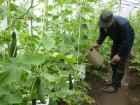 В тверской колонии строгого режима собирают урожай огурцов и помидоров  - Новости ТИА