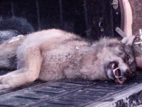 В Тверской области с начала года застрелили 11 волков - новости ТИА