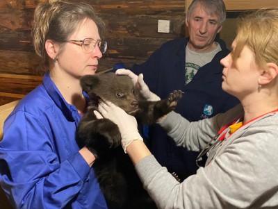 В Центре спасения медвежат два тяжело больных малыша пошли на поправку - новости ТИА