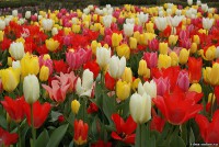 26 сентября в Городском саду посадят 34 тысячи тюльпанов, нарциссов, крокусов и мускари - Новости ТИА