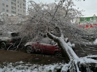 В Твери дерево упало на машину и разбило её - новости ТИА