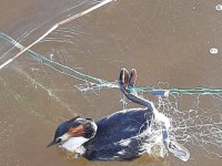 Из рыболовной сети спасли редкую для Тверской области птицу - Новости ТИА