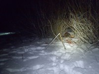 В Тверской области против мужчины, который убил лося, возбуждено уголовное дело - Новости ТИА