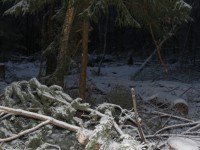 В Тверской области задержали браконьера, нарубившего леса на 3 миллиона рублей - Новости ТИА