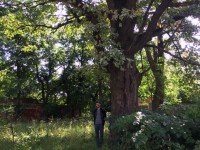 В Торжке двухсотлетний дуб признали памятником природы - Новости ТИА