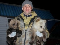 Двух медвежат-сирот, выращенных в Центре спасения медведей Тверской области, отправили на родину - Новости ТИА