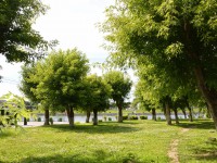 Санитарная обрезка деревьев пошла Твери на пользу - Новости ТИА