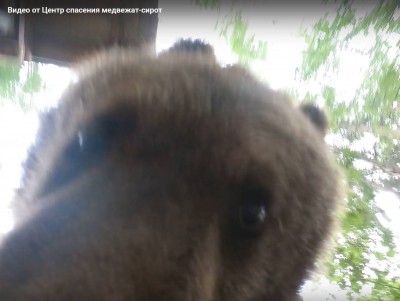 В Тверской области медвежонок сделал селфи  - новости ТИА