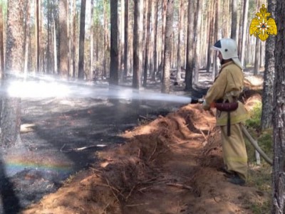В Тверской области загорелся лес - новости ТИА